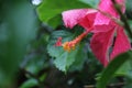 CloseupÃ¢â¬â¹ Hibiscus flower pollenÃ¢â¬â¹ onÃ¢â¬â¹ greenÃ¢â¬â¹ blurÃ¢â¬â¹ background.Ã¢â¬â¹Macro shot of a beautiful and vibrant hibiscus flower.